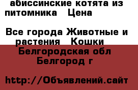 абиссинские котята из питомника › Цена ­ 15 000 - Все города Животные и растения » Кошки   . Белгородская обл.,Белгород г.